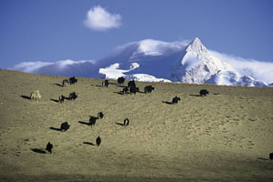 Himalaya, Tibet: Erlebnisreise Tibet Komplett - Yakherde am Berghang